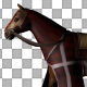 Medieval War Horse Walk - VideoHive Item for Sale