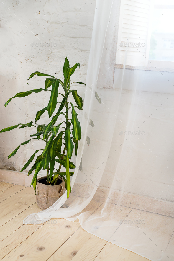Glass windows with white curtains, flower in a pot on the floor and view over the trees. - Stock Photo - Images