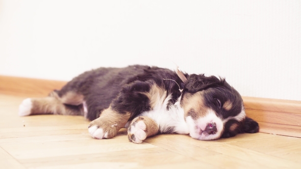 Funny Bernese Sheepdogs Puppies Sleeping