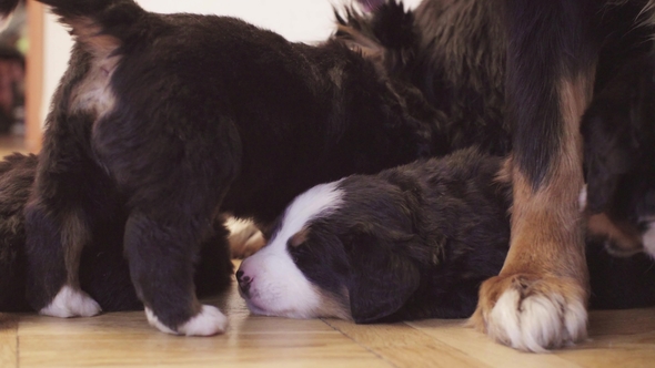 Funny Bernese Sheepdogs Puppies in the Room