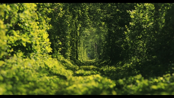 Beautiful Tunnel of Green Trees. Old Abandoned Railway Line, in the Alley of Green