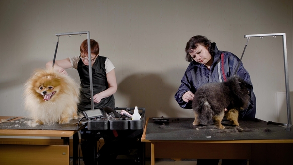 Female Groomers Cutting Small Dogs. Hairdressers Shearing with Professional Equipment Sand Color alt