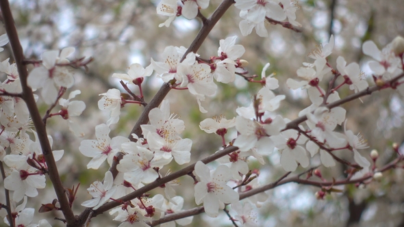 Beautiful Blooming Apricot Flowers on a Branch in the Garden