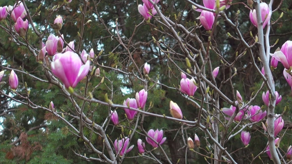 Pink Magnolia Flowers in Morning Japanese Garden