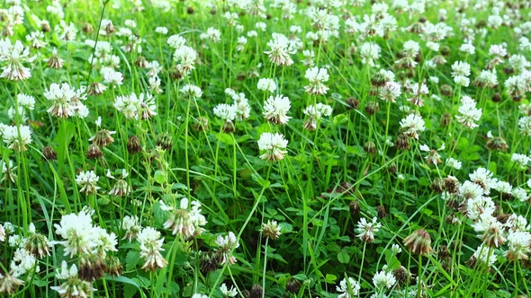 White Clover Flowers Field in the Garden