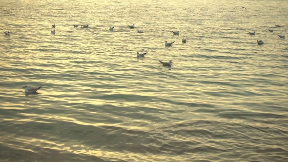 Birds Swim on the Water in the Rays of Sunset.
