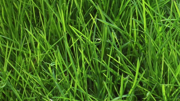 Bright Green Grass, Fresh Lawn, Garden