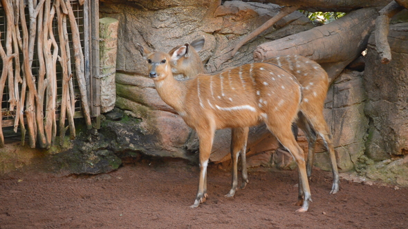 West African Sitatunga alt