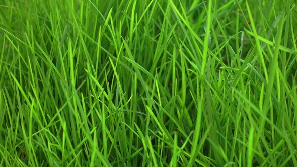 Beautiful Fresh Bright Green Grass, Lawn
