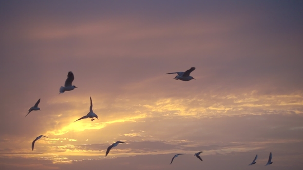 Birds Fly Against Beautiful Sunset