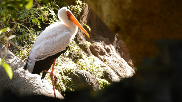Yellow Billed Stork Resting alt