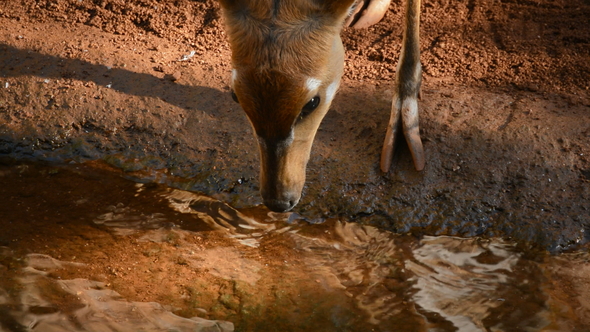 West African Sitatunga Drinking in a River alt