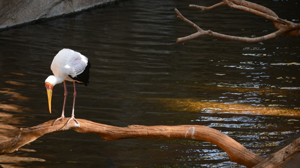 Yellow Billed Stork in a River alt
