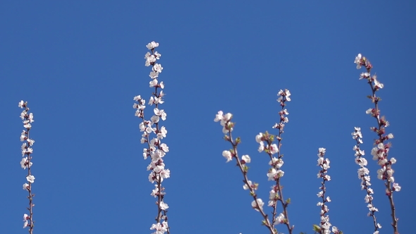 Beautiful Apricot Branches with Flowers and Clear Blue Sky