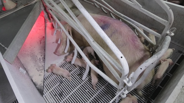 Piglets Sucking Milk on Farm