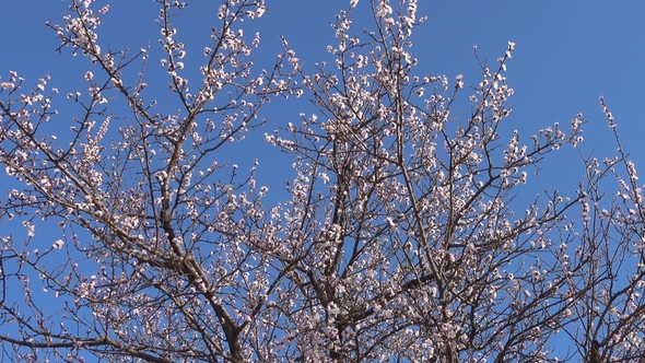 Panorama, Spring, Beautiful Blooming Apricot Tree in Garden
