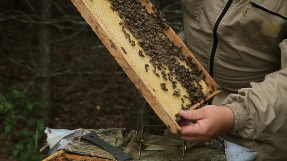 Beekeeper Pulling Frame From the Hive