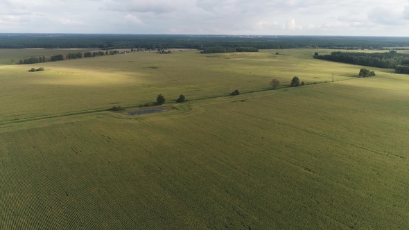 Large Cornfield