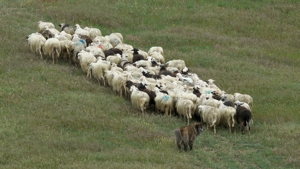 Flock of Sheep Watched By Dog on Field in Tuscany alt