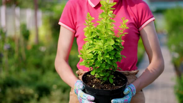 Close-up, Gardener Holding Small Barberry in Flowerpot, in Hands, Against Background of Greenhouse alt