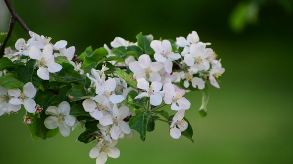 Branch of Blossoming Apple Tree in Spring