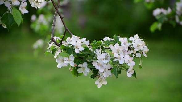Branch of Blossoming Apple Tree in Spring
