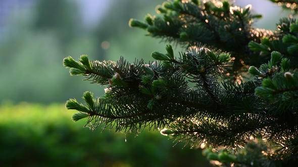 Spruce with Young Shoots in Spring