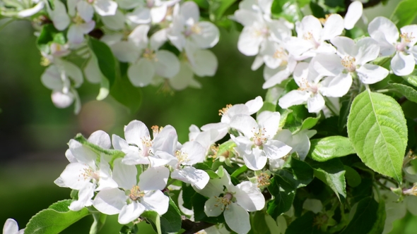 Branch of Blossoming Apple Tree in Spring