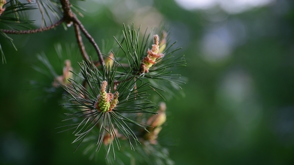 Sprig of Pine with Young Cones in Spring