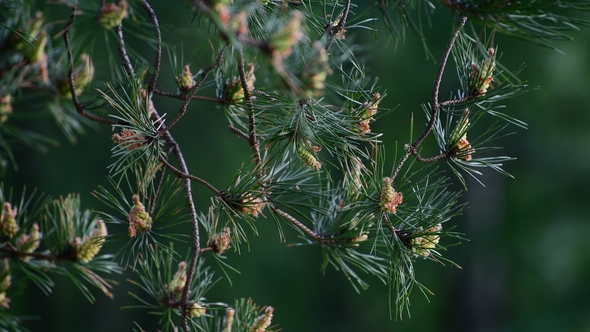 Sprig of Pine with Young Cones in Spring