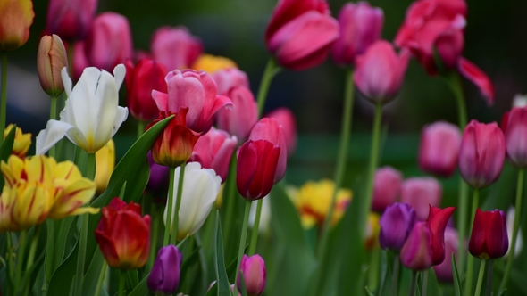 Tulips of Different Colors and Gardens in Flowerbed