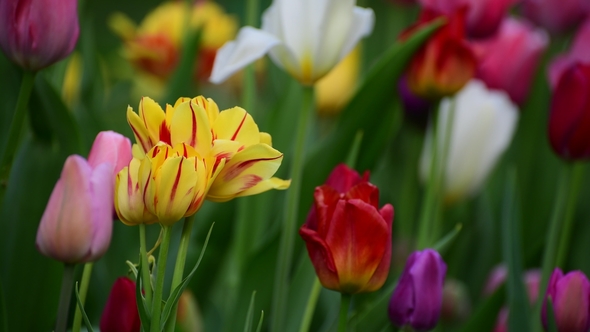 Tulips of Different Colors and Gardens in Flowerbed