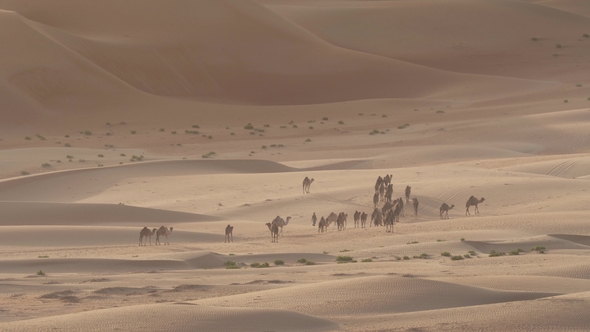 Camels Go to Pasture Early in Morning against Background of Sand Dunes in Rub Al Khali Desert alt