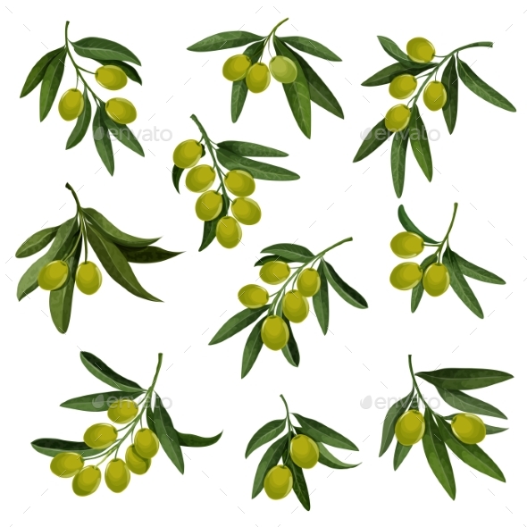 Vector Olives Icons for Extra Virgin Olive Oil - Food Objects