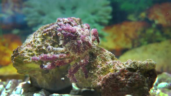 Beautiful Purple Crab alt