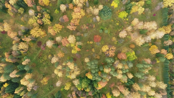 Deciduous Grove Is Painted with Bright Autumn Colors