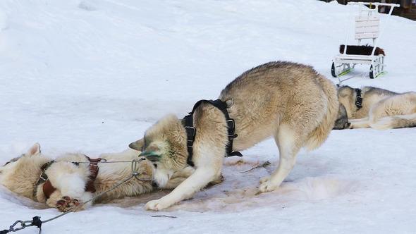 Sledding Dogs Breed Siberian Huskies