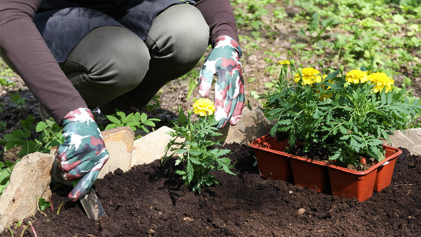 Woman Digs Soil And Puts Marigolds Flowers