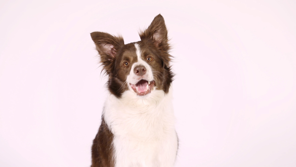 Cute Border Collie Dog Executes The Command "Turn Around"