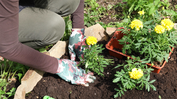 Woman Or Gardener Hands Planting  Yellow Marigolds Flowers