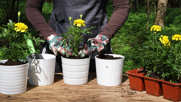 Planting Yellow Marigolds To Flower Pots