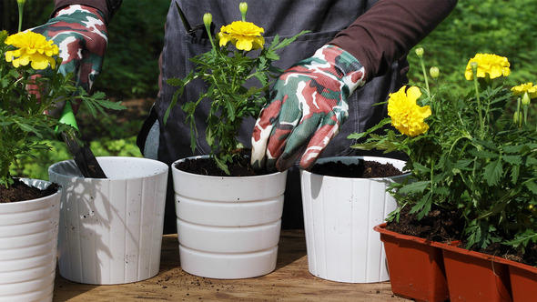 Gardener Planting Yellow Marigolds To Flower Pots