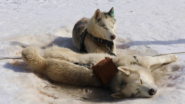 Sled Husky Lying on The Snow