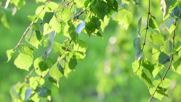 Young Birch Leaves in a Spring in Backlight