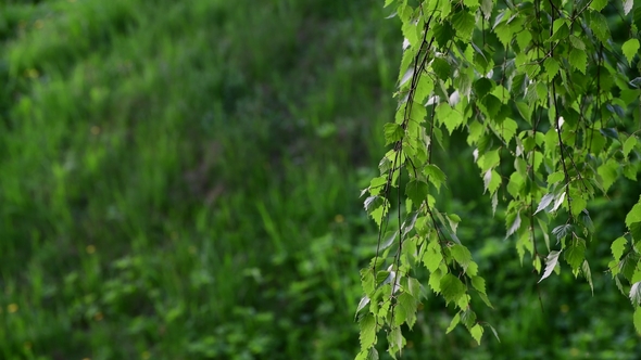 Birch Tree with Young Leaves in Spring
