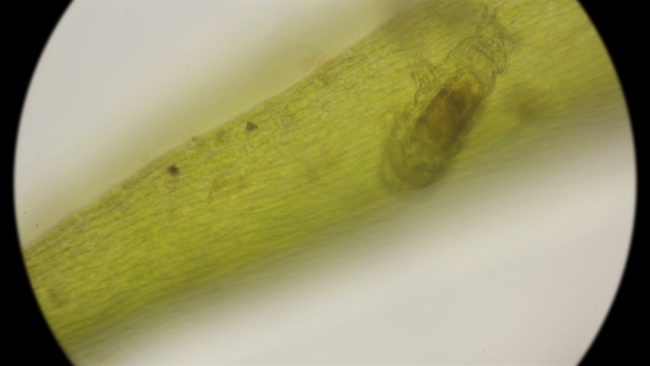 The Most Enduring Organism on the Planet Is the Slow-moving, Under a Microscope alt