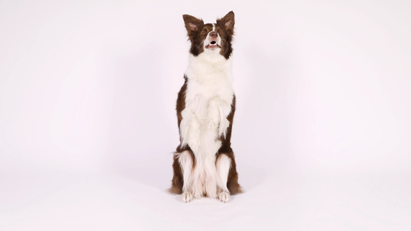 Border Collie Dog Sitting up on Her Hind Legs and Begging
