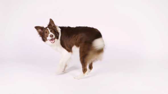 Border Collie Dog Dancing on White Background