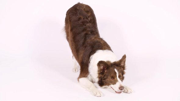 Border Collie Dog Performs The Command "Bow"