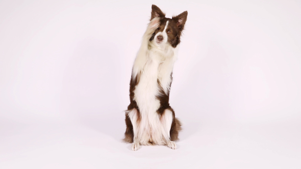 Purebred Border Collie Dog Sitting Up on Her Hind Legs And Begging